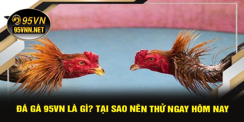 Đá Gà 95VN Là Gì? Tại Sao Nên Thử Ngay Hôm Nay