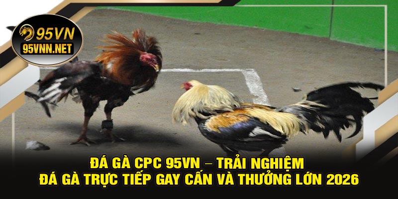 Đá Gà CPC 95VN – Trải Nghiệm Đá Gà Trực Tiếp Gay Cấn Và Thưởng Lớn 2026