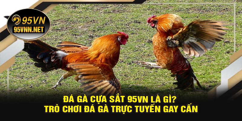 Đá Gà Cựa Sắt 95VN Là Gì? Trò Chơi Đá Gà Trực Tuyến Gay Cấn