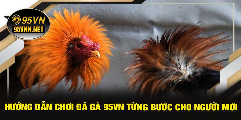 Hướng Dẫn Chơi Đá Gà 95VN Từng Bước Cho Người Mới