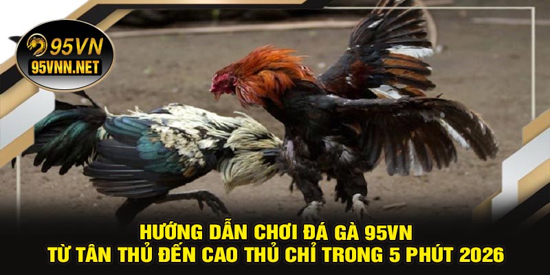 Hướng Dẫn Chơi Đá Gà 95VN – Từ Tân Thủ Đến Cao Thủ Chỉ Trong 5 Phút 2026