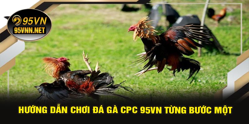 Hướng Dẫn Chơi Đá Gà CPC 95VN Từng Bước Một