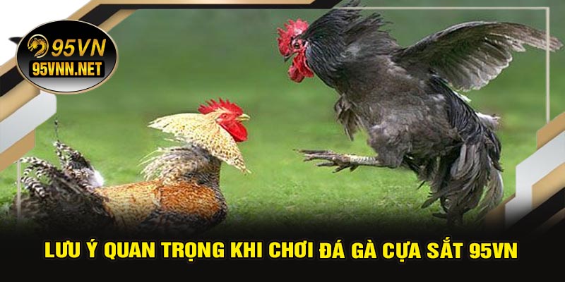 Lưu Ý Quan Trọng Khi Chơi Đá Gà Cựa Sắt 95VN