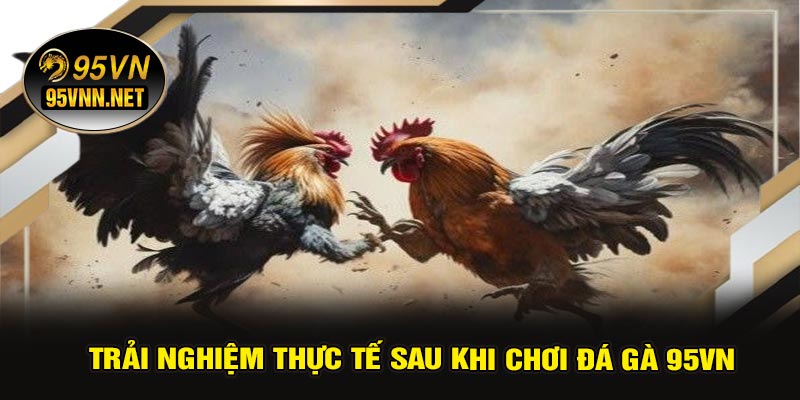 Trải Nghiệm Thực Tế Sau Khi Chơi Đá Gà 95VN