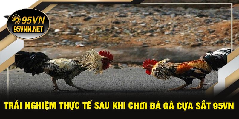 Trải Nghiệm Thực Tế Sau Khi Chơi Đá Gà Cựa Sắt 95VN