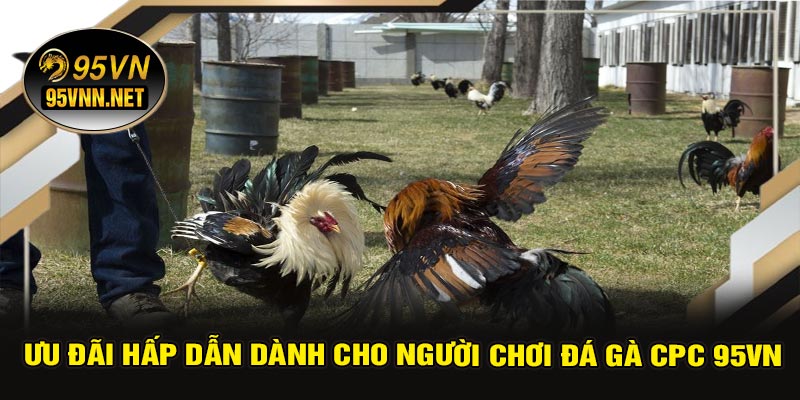 Ưu Đãi Hấp Dẫn Dành Cho Người Chơi Đá Gà CPC 95VN
